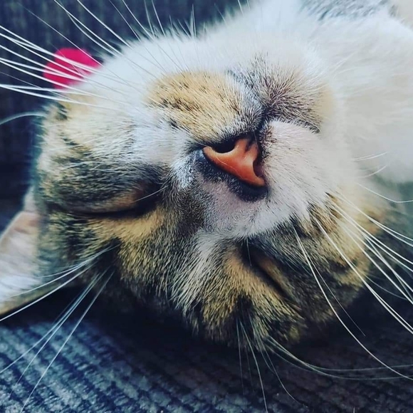 🐈‍⬛️🐈🐈‍⬛️🐈🐈‍⬛️🐈🐈‍⬛️🐈🐈‍⬛️🐈🐈‍⬛️ - Picture 6 of 9